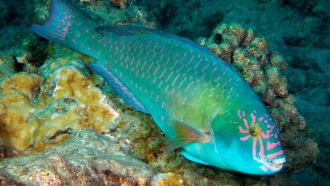 A parrot fish, one of the colorful fish I saw while snorkeling.